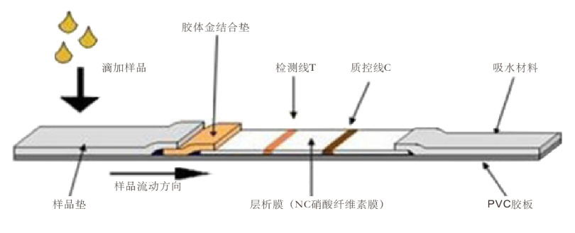 膠體金檢測原理