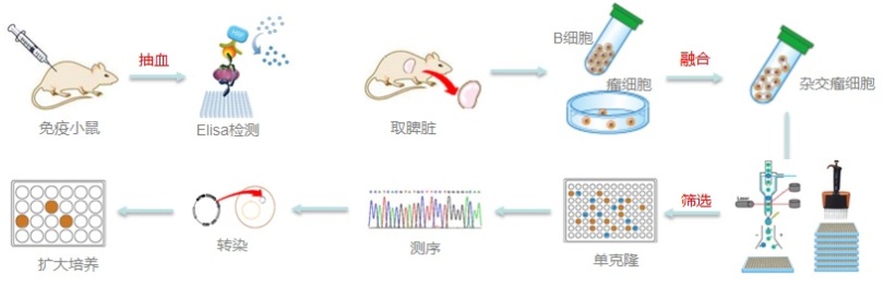 B细胞传统筛选流程.jpg