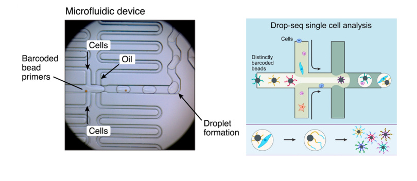 液滴微流控（六）：单细胞高通量液滴测序（Drop-seq）